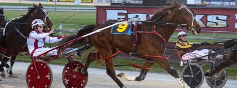 hrnz|nz harness racing photos.